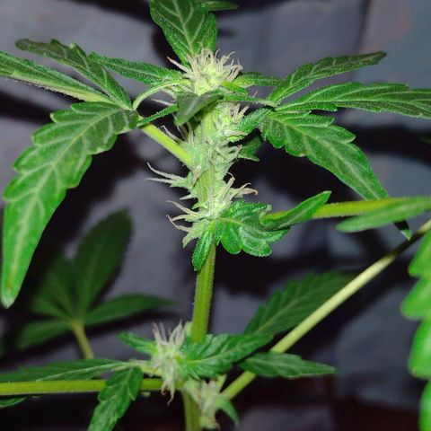 Double Cookies Auto growlog timeline photo