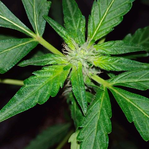 Double Cookies Auto growlog timeline photo