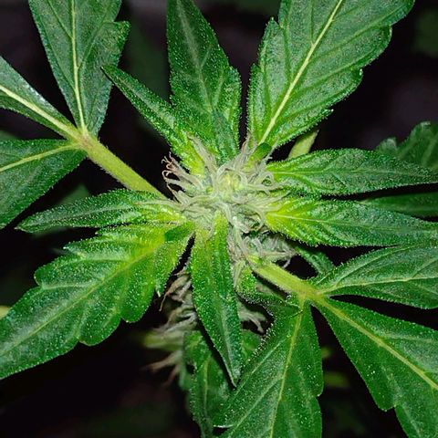 Double Cookies Auto growlog timeline photo