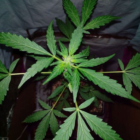Double Cookies Auto growlog timeline photo