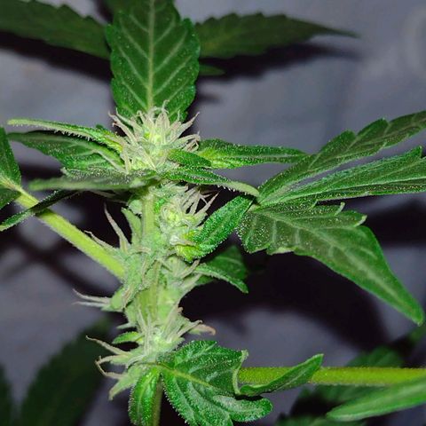 Double Cookies Auto growlog timeline photo
