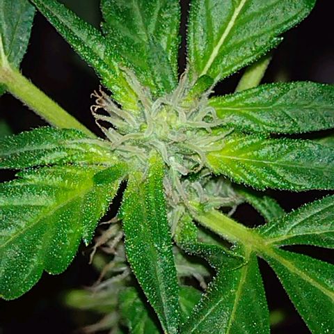 Double Cookies Auto growlog timeline photo