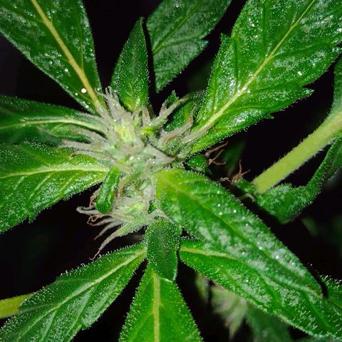 Double Cookies Auto growlog timeline photo