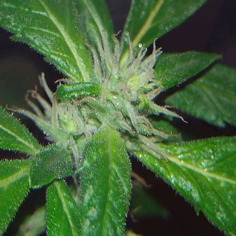 Double Cookies Auto growlog timeline photo