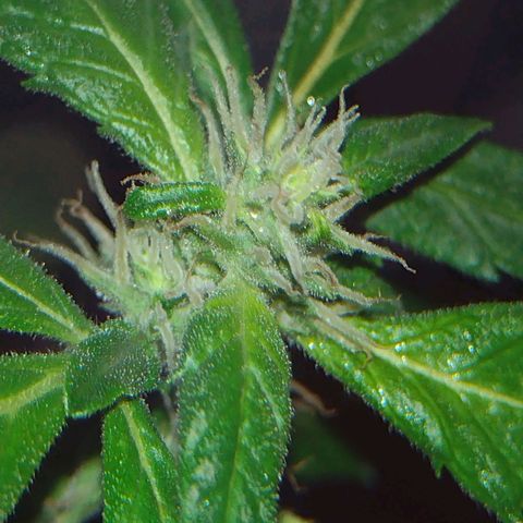 Double Cookies Auto growlog timeline photo
