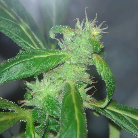 Double Cookies Auto growlog photo: Hoy regué con 400ml de agua con:
3ml top crop bloom
3ml top crop auto
2,5ml top crop candy

Por el momento viene reaccionando bien, hay unas manchitas marrones pero espero que en estos días desaparezcan.
Mañana le voy a poner trichodermas. (Recordatorio)