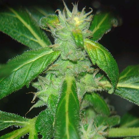 Double Cookies Auto growlog timeline photo