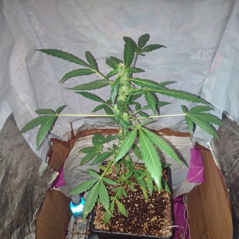 Double Cookies Auto growlog photo: 12:14, quiero ver cómo reaccionan al cambio de distancia de la luz
35 cm
