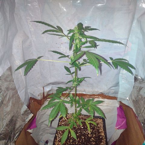 Double Cookies Auto growlog photo: 12:14, quiero ver cómo reaccionan al cambio de distancia de la luz
35 cm
