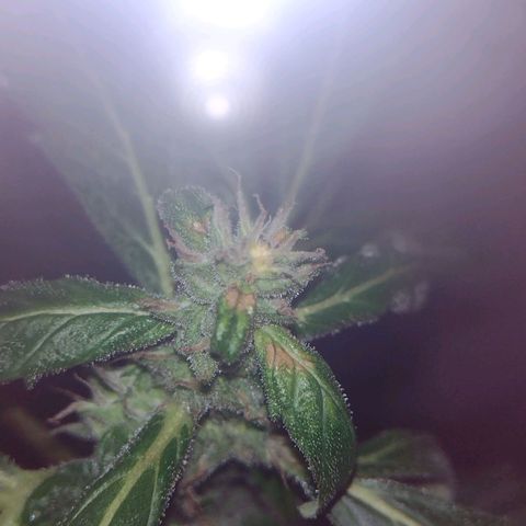 Double Cookies Auto growlog timeline photo