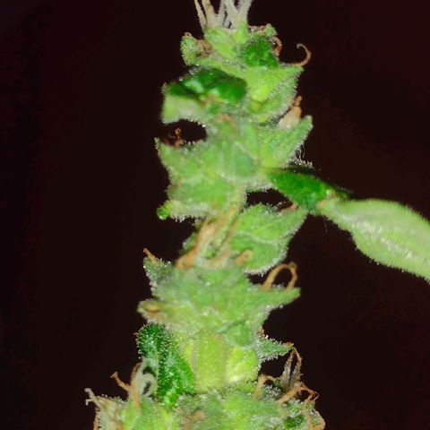 Double Cookies Auto growlog timeline photo