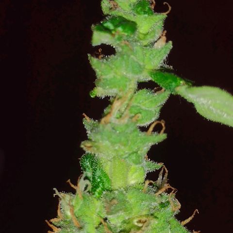 Double Cookies Auto growlog timeline photo