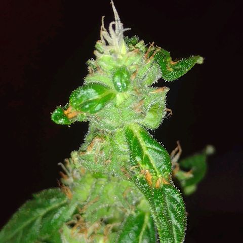 Double Cookies Auto growlog timeline photo