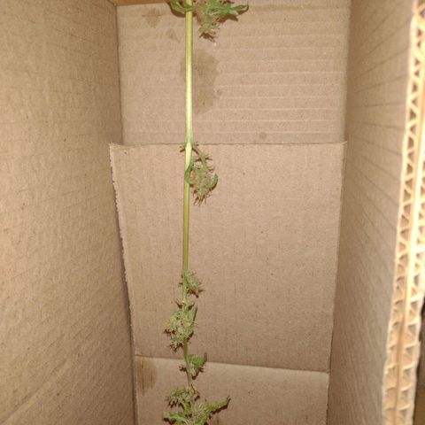Double Cookies Auto growlog photo: Secado