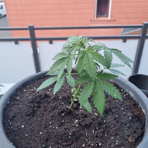 Royal Critical Automatic groß  growlog timeline photo