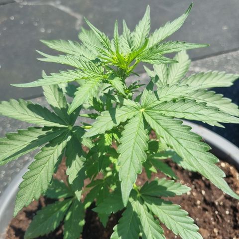 Royal Critical Automatic groß  growlog timeline photo