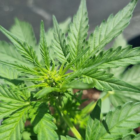 Royal Critical Automatic groß  growlog timeline photo