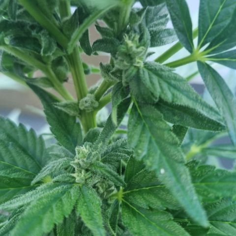 Royal Critical Automatic groß  growlog timeline photo