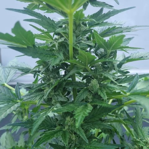 Royal Critical Automatic groß  growlog timeline photo