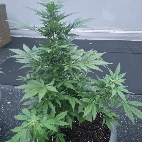 Royal Critical Automatic groß  growlog timeline photo