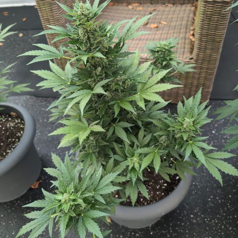 Royal Critical Automatic groß  growlog timeline photo