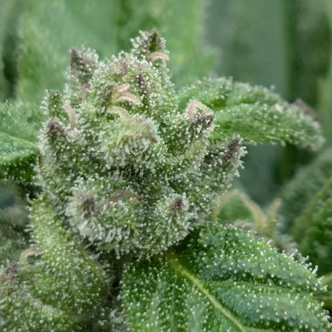 Royal Critical Automatic groß  growlog timeline photo
