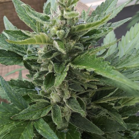 Royal Critical Automatic groß  growlog timeline photo