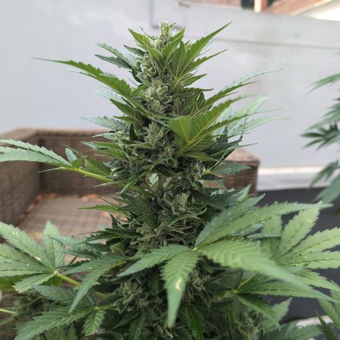 Royal Critical Automatic groß  growlog timeline photo