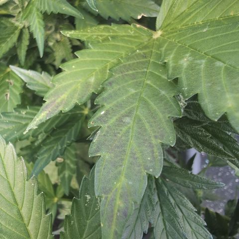 Royal Critical Automatic groß  growlog photo: Verfärbungen an den Blättern 