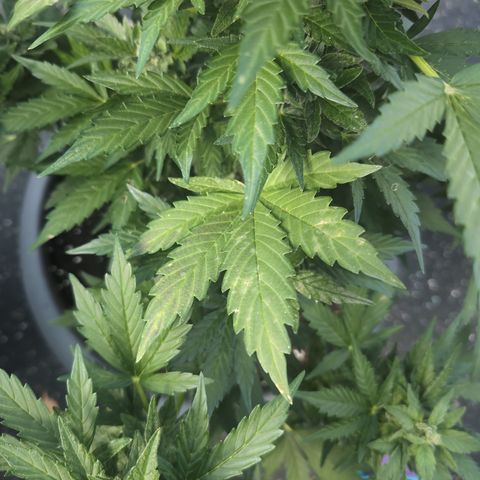 Royal Critical Automatic groß  growlog photo: Verfärbungen an den Blättern 