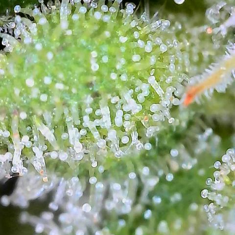 Royal Critical Automatic groß  growlog timeline photo