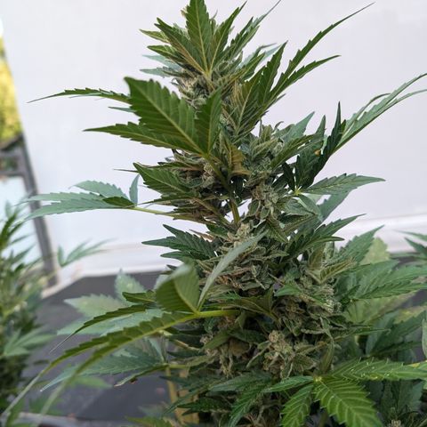 Royal Critical Automatic groß  growlog timeline photo