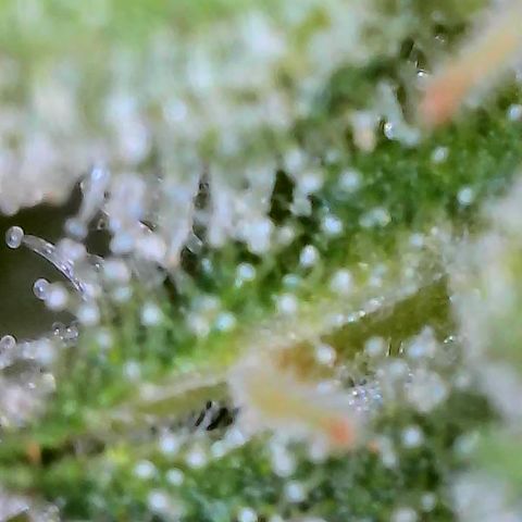 Royal Critical Automatic groß  growlog timeline photo