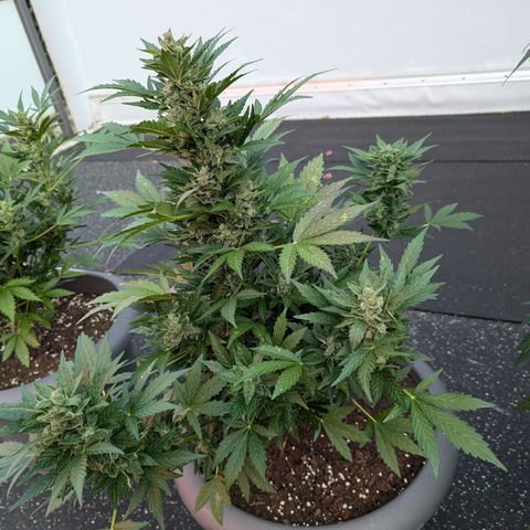 Royal Critical Automatic groß  growlog timeline photo