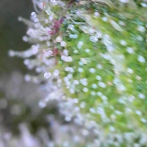 Royal Critical Automatic groß  growlog timeline photo
