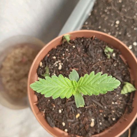 Lady Paty growlog photo: Td na Santa Paz.