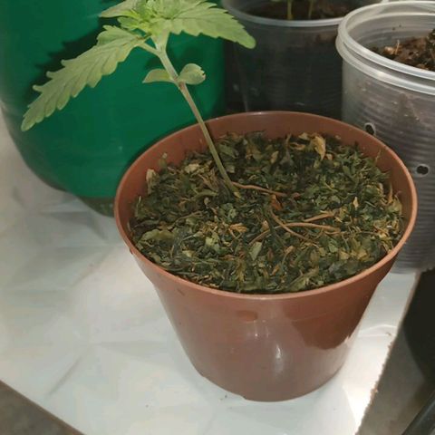 Lady Paty growlog photo: Levando só na água, 20/4 hrs de luz, ganhou uma cobertura de filha de canhamos seca e está enraizando muito além do esperando.
Parou de desenvolver um pouco as folhas mais as raízes vão de vento em polpa.
3 furos já tem raízes explodindo.