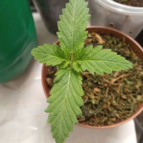 Lady Paty growlog photo: Levando só na água, 20/4 hrs de luz, ganhou uma cobertura de filha de canhamos seca e está enraizando muito além do esperando.
Parou de desenvolver um pouco as folhas mais as raízes vão de vento em polpa.
3 furos já tem raízes explodindo.