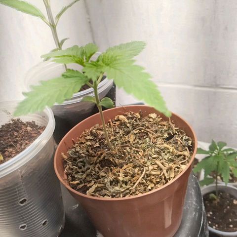 Lady Paty growlog timeline photo
