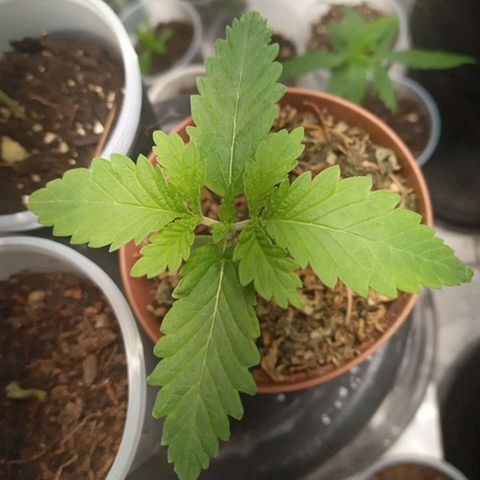 Lady Paty growlog timeline photo