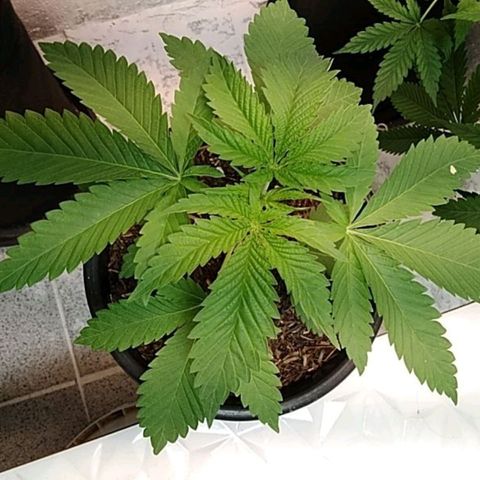Lady Paty growlog timeline photo