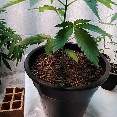 Lady Paty growlog timeline photo