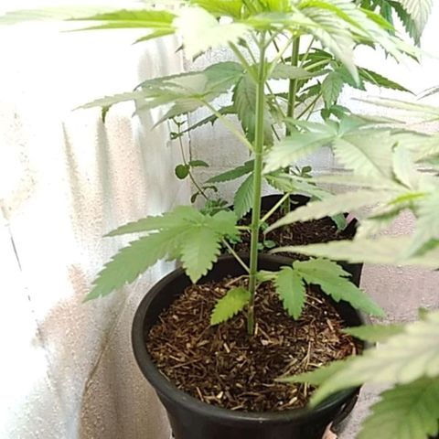 Lady Paty growlog photo: Só na água desde o 1 transplante de vaso.
Ainda pretendo realizar mais 1 transplante.