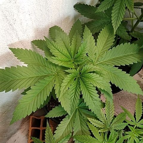 Lady Paty growlog photo: Só na água desde o 1 transplante de vaso.
Ainda pretendo realizar mais 1 transplante.