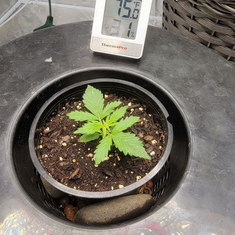 Revolver growlog photo: Group of pictures from throughout grow