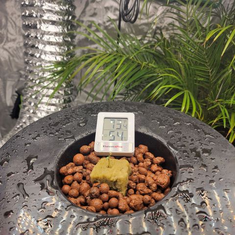 Revolver growlog photo: Group of pictures from throughout grow
