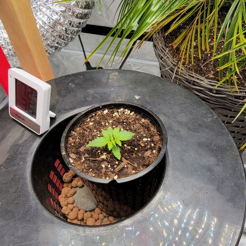Revolver growlog photo: Group of pictures from throughout grow