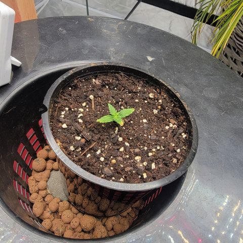 Revolver growlog photo: Group of pictures from throughout grow