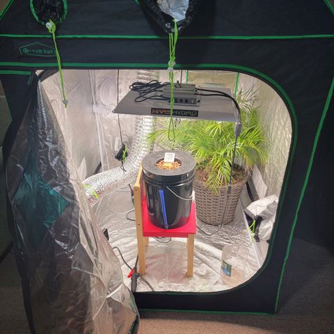 Revolver growlog photo: Group of pictures from throughout grow
