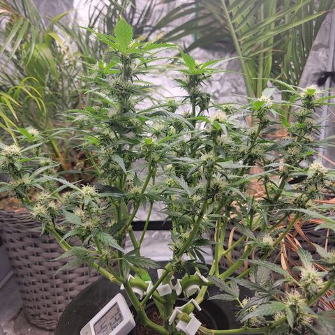 Revolver growlog photo: Group of pictures from throughout grow